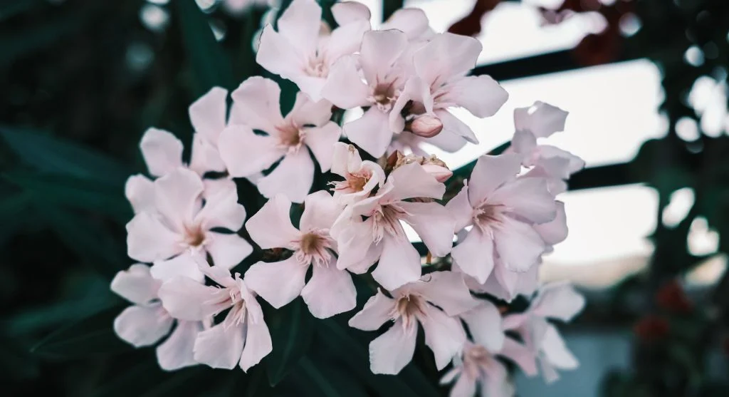 Night-blooming flowers with pale petals that can attract moths after sunset